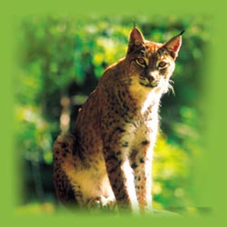 Wildtierpark Steinwasen Wieden